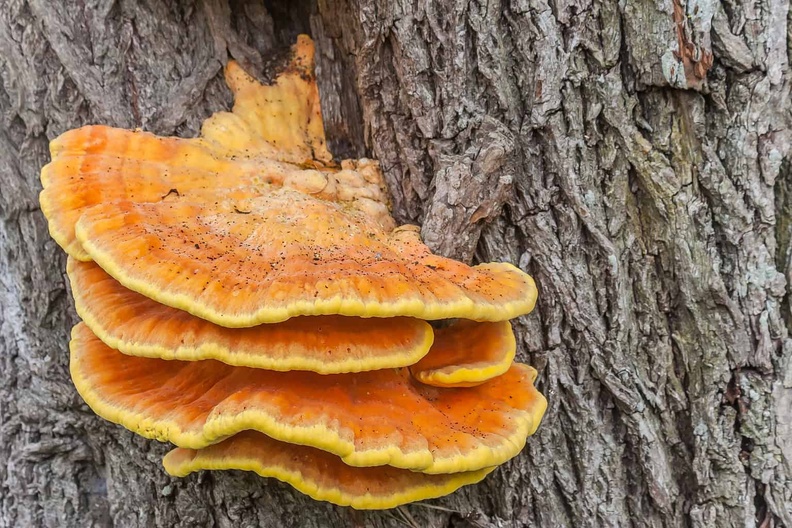 Chicken of the Woods AKA Sulphur Shelf (Laetiporus sulphureus)